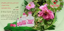 گلاب یا گل محمدی خشک شده؟