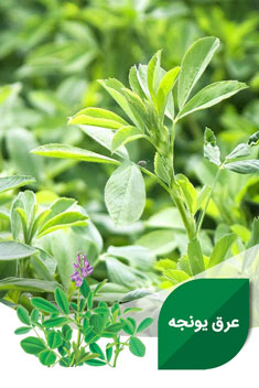 عرق یونجه
